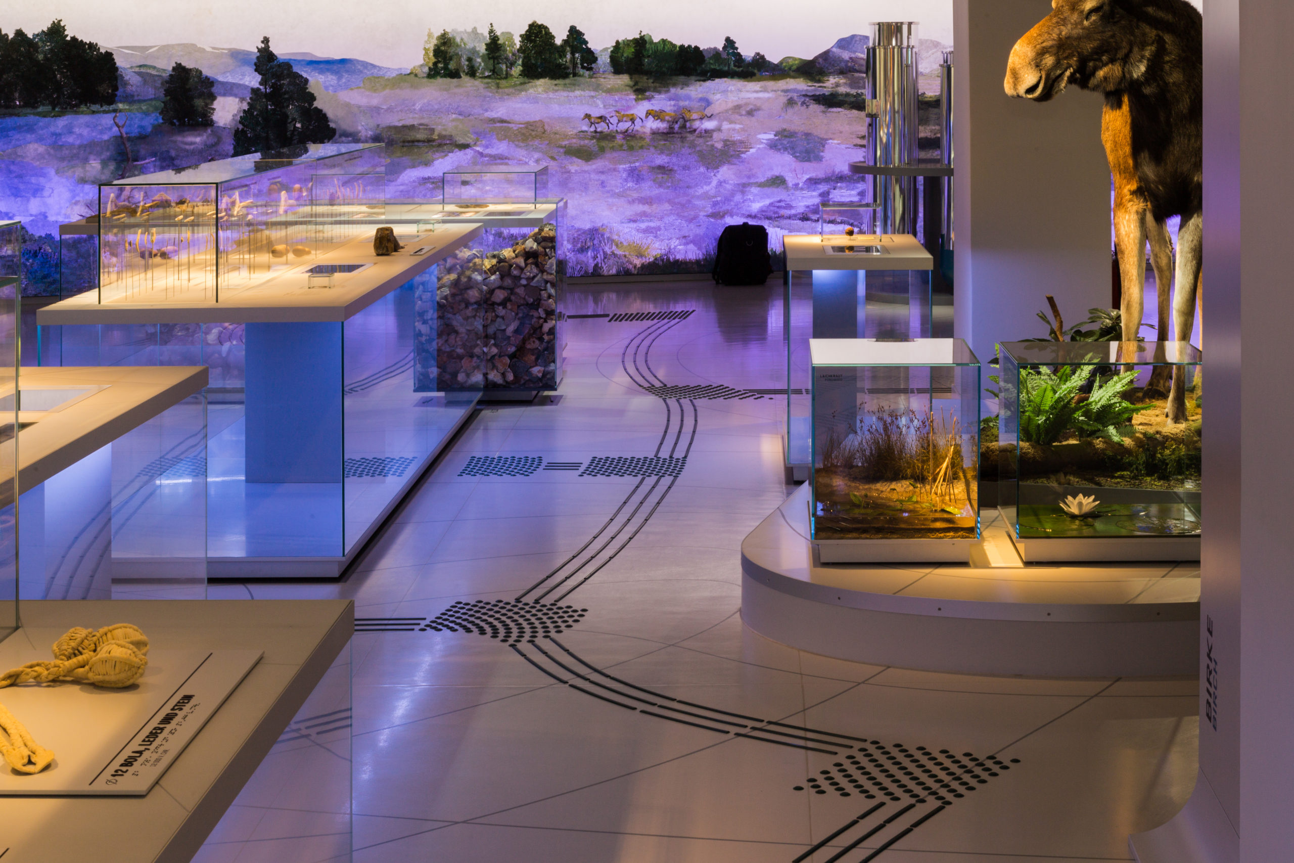 Ein Ausstellungsraum. Rechts und links stehen Vitrinen mit Ausstellungsstücken: Pflanzen, Knochen etc. Auf dem Boden befinden sich die schwarzen Linien eines Leitsystems. An der Wand am Ende des Raums ist eine Landschaftsmalerei abgebildet.